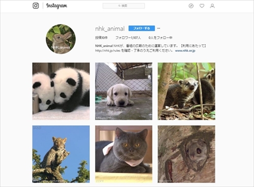 nhk_animalインスタ