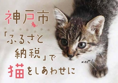 愛猫健康手帳