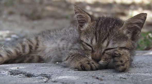 美ら猫　波照間島・黒島・小浜島編