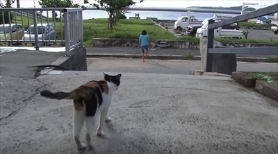 美ら猫　波照間島・黒島・小浜島編