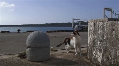 美ら猫　波照間島・黒島・小浜島編