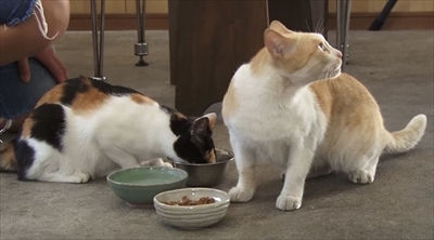 美ら猫　波照間島・黒島・小浜島編