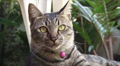 美ら猫　波照間島・黒島・小浜島編
