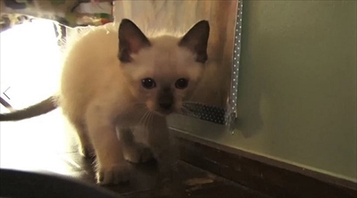 美ら猫　波照間島・黒島・小浜島編