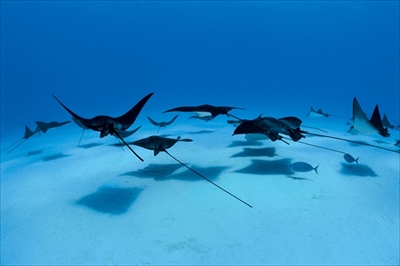 水中写真展「永遠の海」