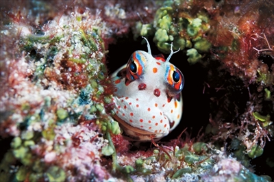 水中写真展「永遠の海」