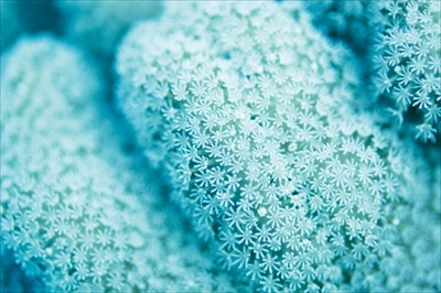 水中写真展「永遠の海」