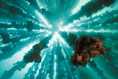 水中写真展「永遠の海」