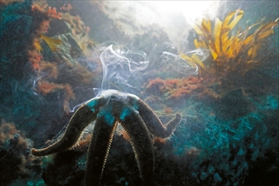 水中写真展「永遠の海」