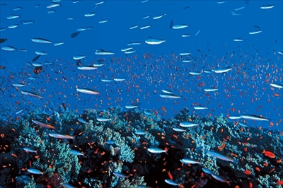 水中写真展「永遠の海」