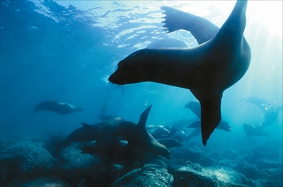 水中写真展「永遠の海」