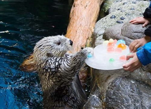 海遊館ラッコのパタ　誕生日