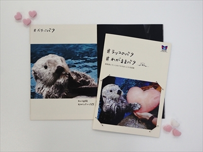 海遊館ラッコのパタ　誕生日