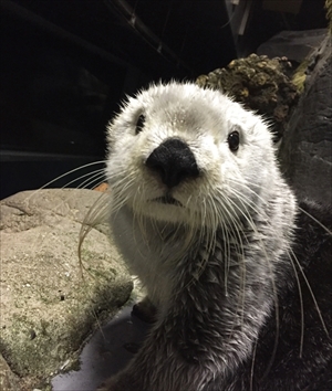海遊館ラッコのパタ　誕生日