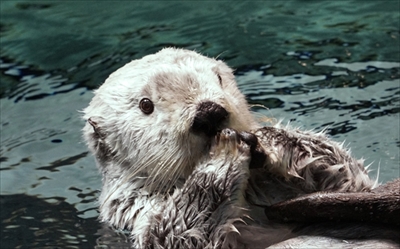 海遊館ラッコのパタ　誕生日