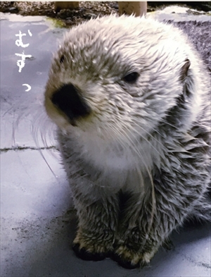 海遊館ラッコのパタ　誕生日