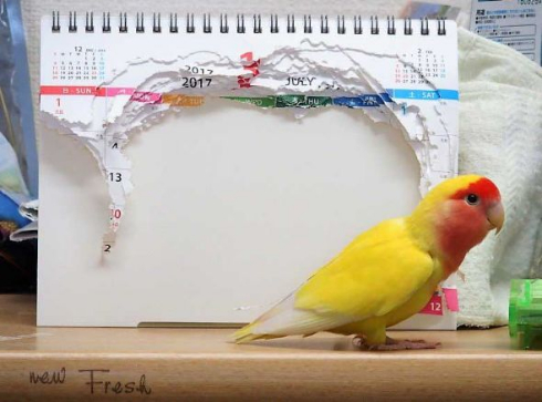 カレンダー破いたインコ
