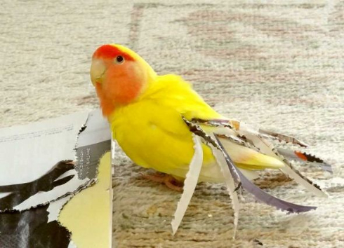 インコ カレンダー 今年 終了 終わり