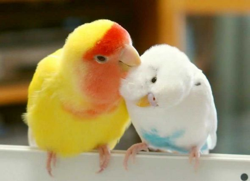 インコ カレンダー 今年 終了 終わり