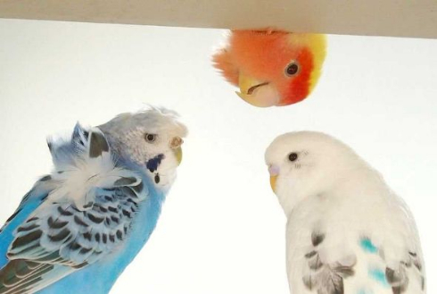 インコ カレンダー 今年 終了 終わり