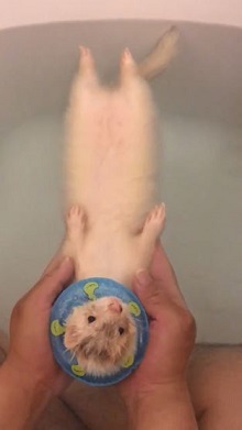 フェレット入浴