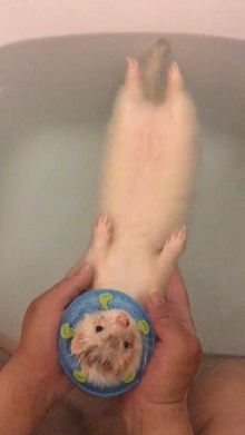 フェレット入浴