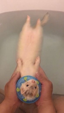 フェレット入浴