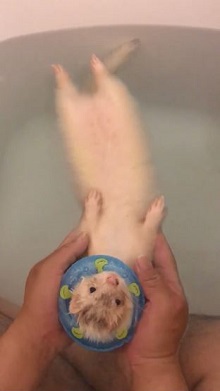 フェレット入浴
