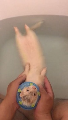 フェレット入浴