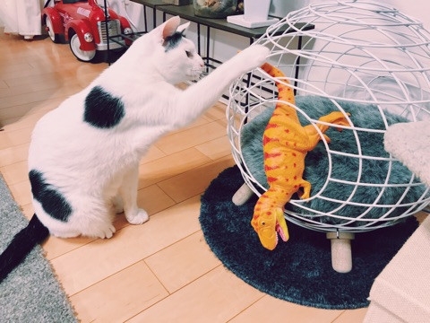 Amebaブログ　ザクロとたい