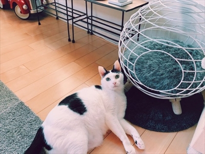 Amebaブログ　ザクロとたい