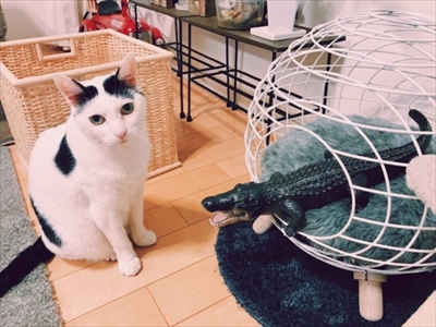 Amebaブログ　ザクロとたい