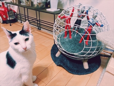 Amebaブログ　ザクロとたい