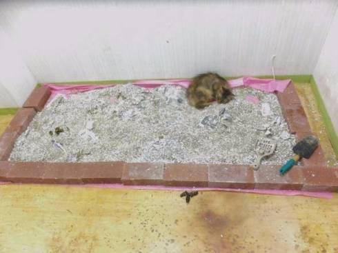 猫カフェ　猫之坊　経営者　失踪