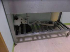 猫カフェ　猫之坊　経営者　失踪