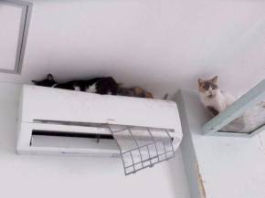 猫カフェ　猫之坊　経営者　失踪