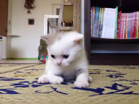 猫カフェ　猫之坊　経営者　失踪