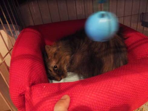 猫カフェ　猫之坊　経営者　失踪