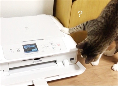 Amebaブログ　猫のすずめちゃん