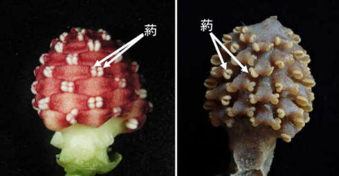 リュウキュウサネカズラ 発見 命名 やんばるの森 神戸大学