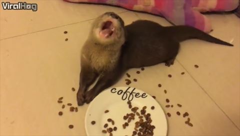カワウソのご飯タイム
