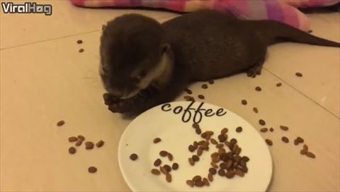 カワウソのご飯タイム