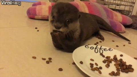 カワウソのご飯タイム