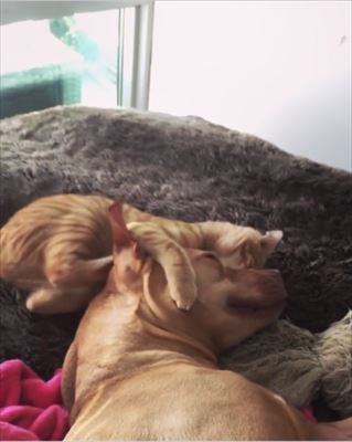 仲良し犬と猫