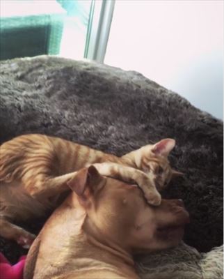 仲良し犬と猫