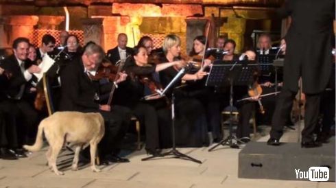 犬 オーケストラ 演奏 屋外 紛れ込む