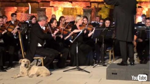 犬 オーケストラ 演奏 屋外 紛れ込む