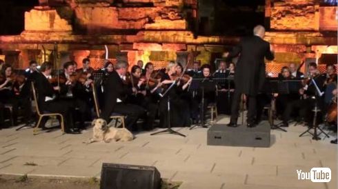 犬 オーケストラ 演奏 屋外 紛れ込む