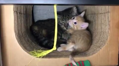 おじいちゃん猫と子猫