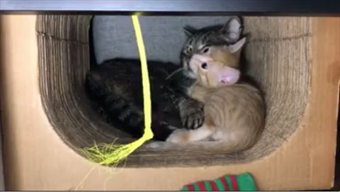 おじいちゃん猫と子猫